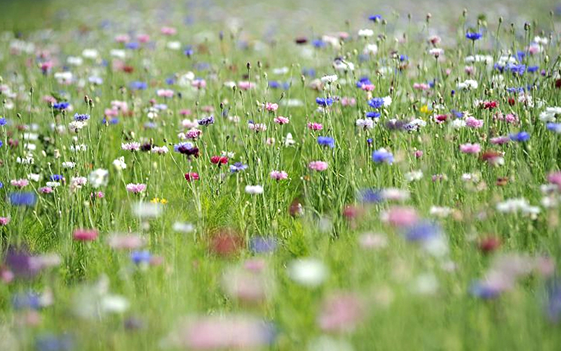 Moins de labours et la biodiversité est de retour… 
