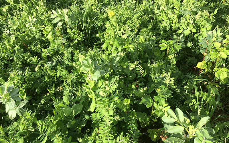 Produire plus et mieux grâce à la technique du semis sous couvert vivant