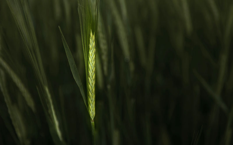 La Résistance aux produits de protection des plantes s'accentue. SeVeal organise la lutte !  
