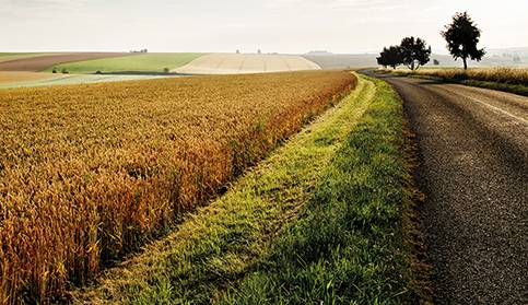 Des Hommes et des grains